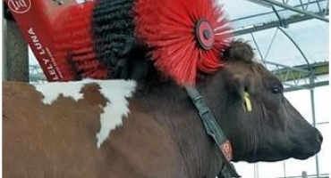 Jak se starat o krávu?